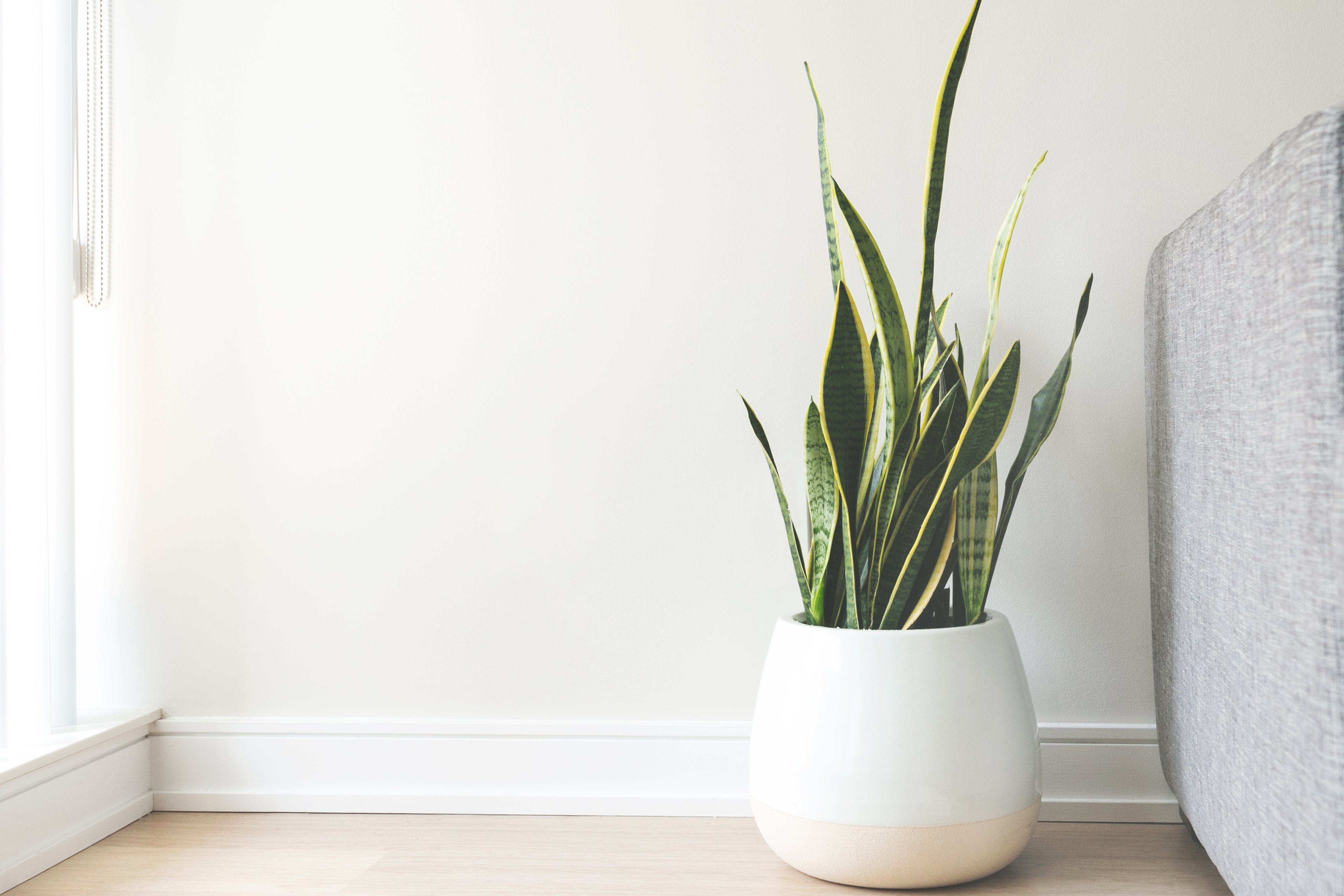 Green house plant in white pot, with sunlight streaming in.